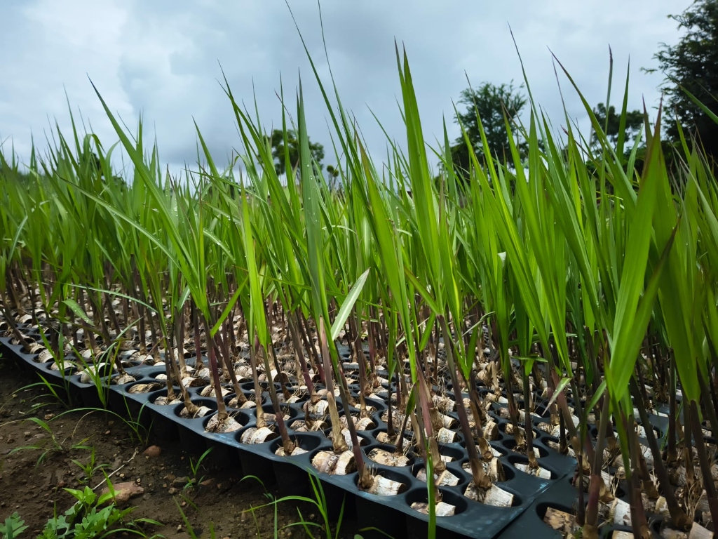 Sugarcane variety 13007