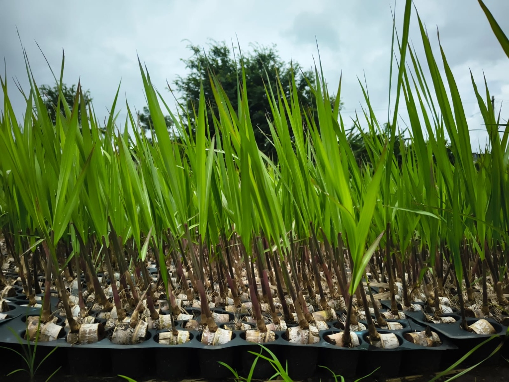 Healthy sprouted sugarcane shoots